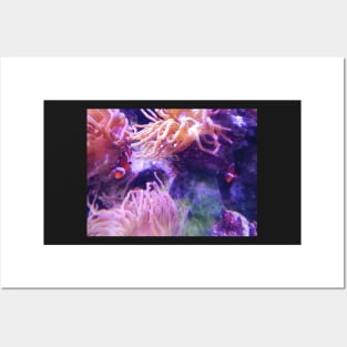 Clown fish in the anemone Posters and Art